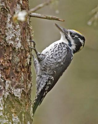 Tretig Hackspett (Three-toed Woodpecker)