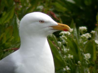 Herring Gull