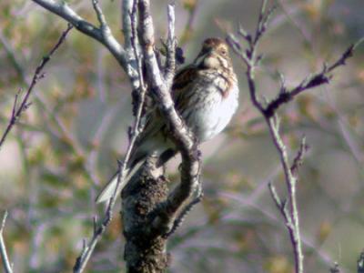 Dvrgsparv (Little Bunting)