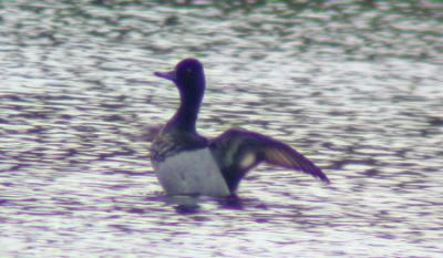 Mindre Bergand (Lesser Scaup)