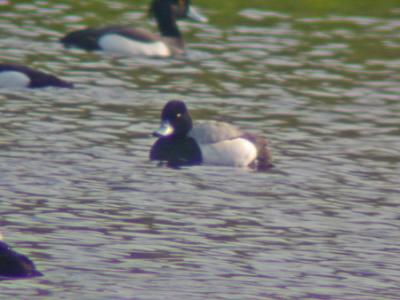 Mindre Bergand (Lesser Scaup)