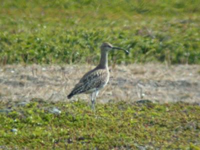 Smspov (Whimbrel)