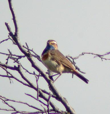 Blhake (Bluethroat)