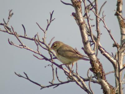 Lvsngare (Willow Warbler)