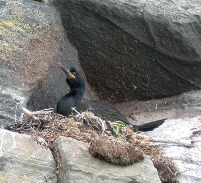 Birds in Norway