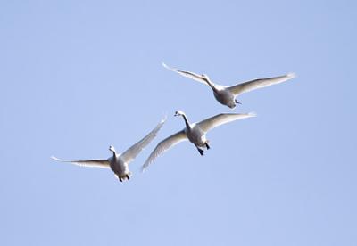 Knlsvan (Mute Swan)