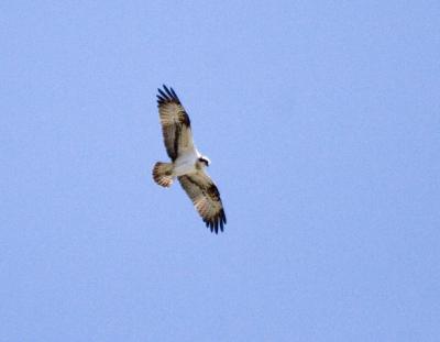 Fiskgjuse (Osprey)