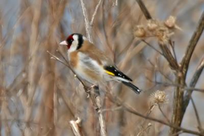 Steglits (Goldfinch)