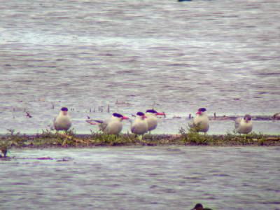 Skrntrna (Caspian Tern)