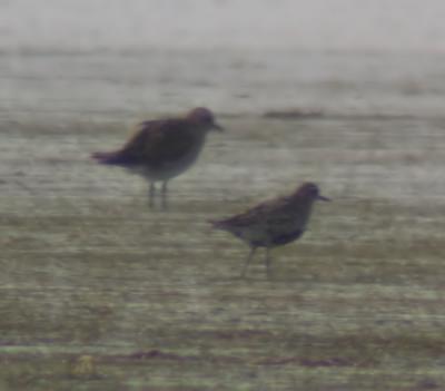 Sibirisk Tundrapipare (Pacific Golden Plover) and Ljungpipare (Golden Plover) in background)