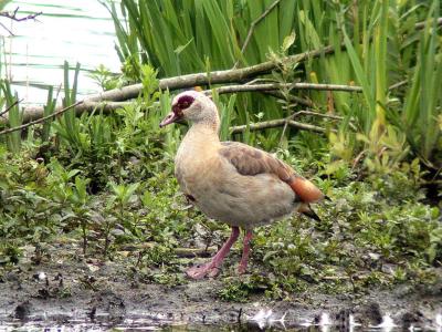 Nilgs (Egyptian Goose)