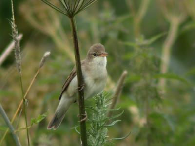 Krrsngare (Marsh Warbler)