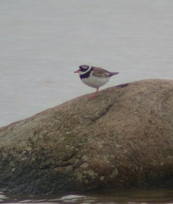 Strre Strandpipare (Ringed Plover)