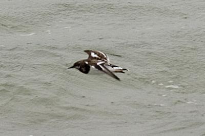 Roskarl (Turnstone)