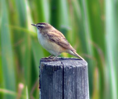 Svsngare (Sedge Warbler)