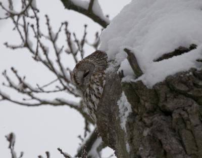 Kattuggla (Tawny Owl)