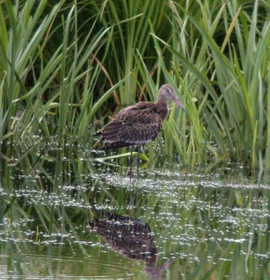 Rdspov (Black-talied Godwit)