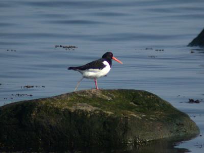 Strandskata (Oyster Catcher)