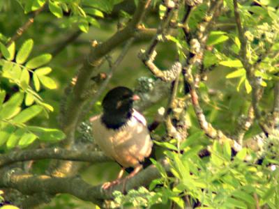 Rosenstare (Rose-coloured Starling)