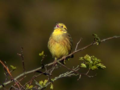 Gulsparv (Yellowhammer)