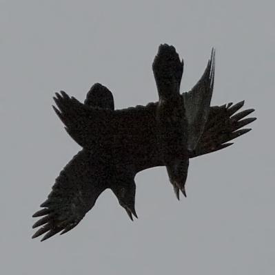 Korp (Raven)