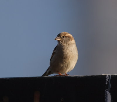 Grsparv (House Sparrow)