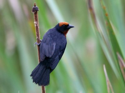 Male Chestnut-capped Blackbird