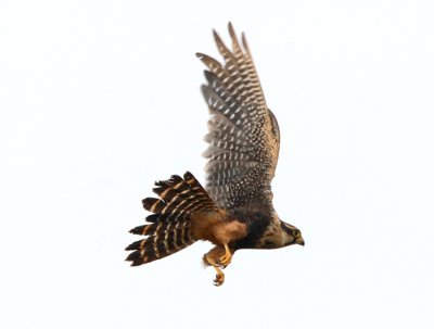 Alpomado Falcon
