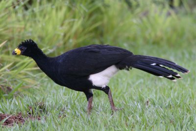 Bare-faced Curassow