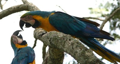 Blue-and-yellow Macaw