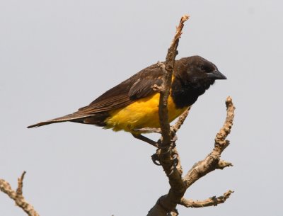 Yellow-rumped Marshbird