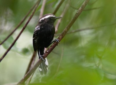 Black-bellied Antwren