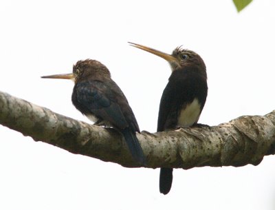 Brown Jacamar