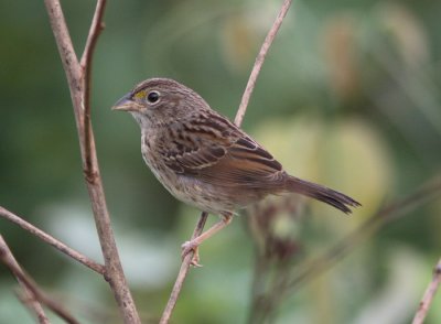 Grassland Sparrow