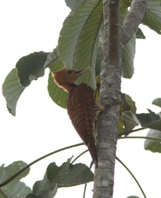 Ringed Woodpecker