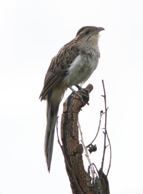 Striped Cuckoo