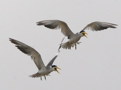 Large-billed Tern