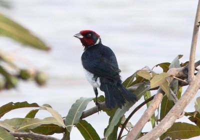 hybrid Red-capped x Crimson-fronted Cardinal