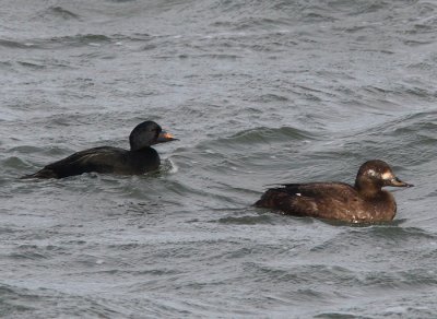 Common Scoter and Velvet  Scoter