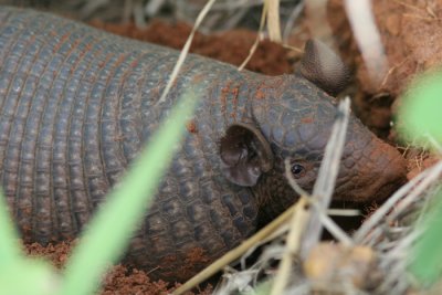 Southern Naked-tailed Armadillo