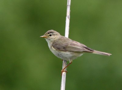 Willow Warbler