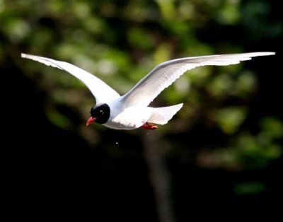 Mediterranean Gull