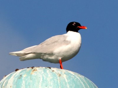 Mediterranean Gull