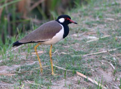 Red-wattled Lapwing