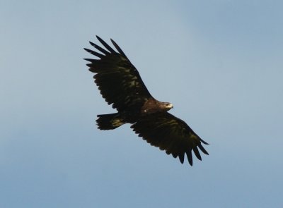 Greater Spotted Eagle