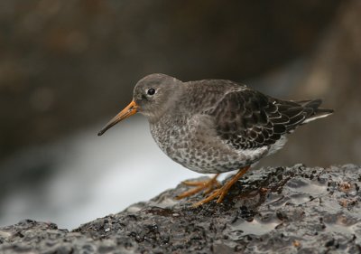 Purple Sandpiper