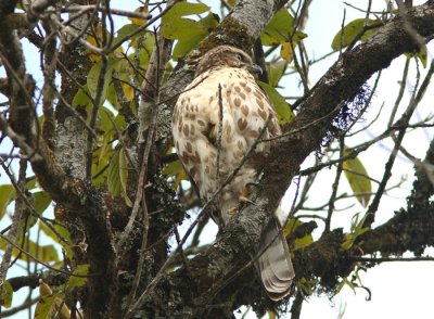 Mountain Hawk-eagle