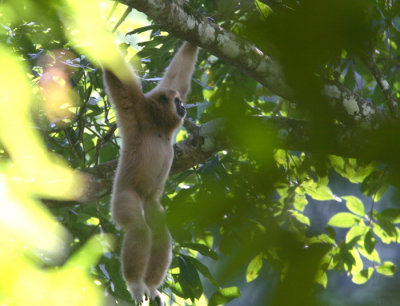 Thailand 2009 Primates