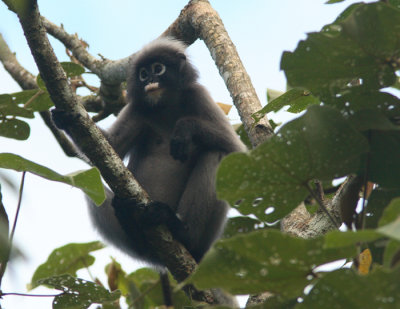 Dusky leaf monkey 