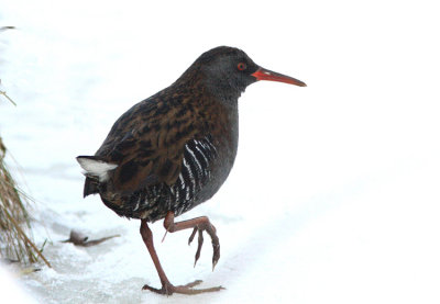 Water Rail